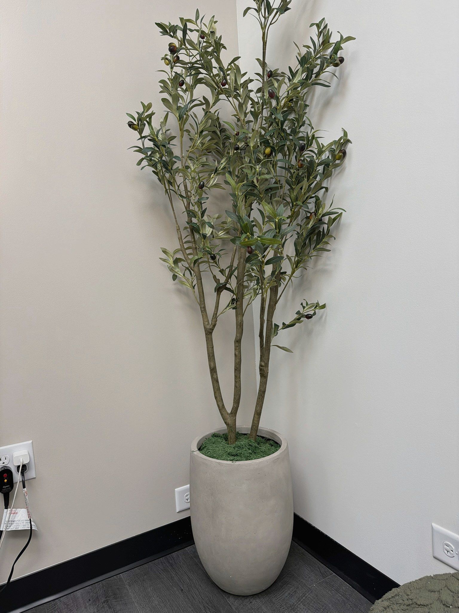 The olive tree in the corner of Megan’s studio
